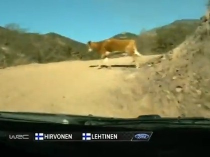 VIDEO: Hirvonens Meksikas rallijā gandrīz notriec govi