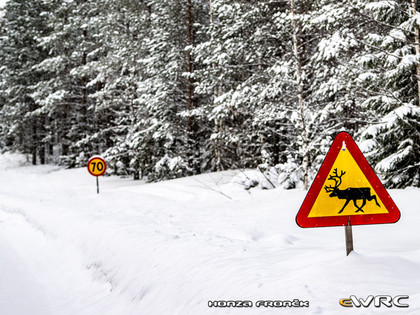 Netālu no Zviedrijas WRC norises vietas atrasti trīs beigti ziemeļbrieži